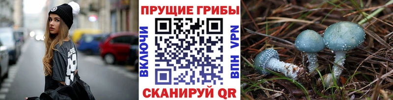 Псилоцибиновые грибы Psilocybe  где найти   Володарск 